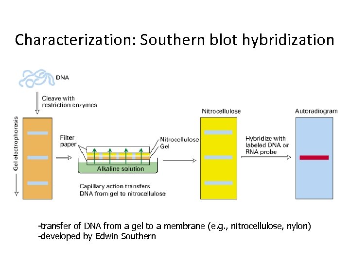 Characterization: Southern blot hybridization -transfer of DNA from a gel to a membrane (e.