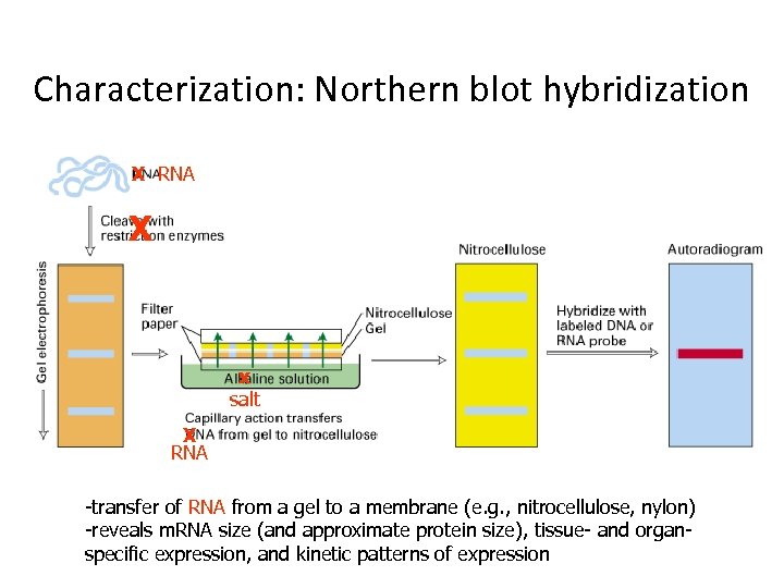 Characterization: Northern blot hybridization X RNA X x salt X RNA -transfer of RNA