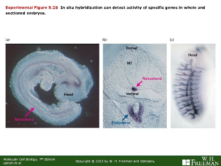 Experimental Figure 5. 28 In situ hybridization can detect activity of specific genes in