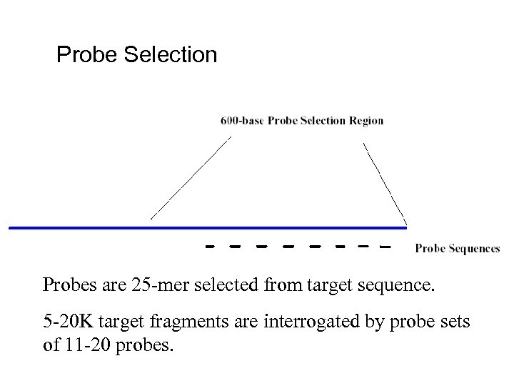 Probe Selection Probes are 25 -mer selected from target sequence. 5 -20 K target