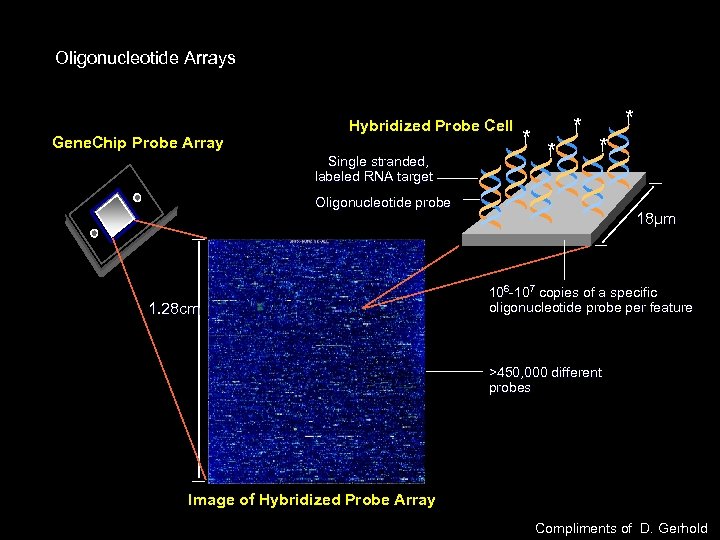 Oligonucleotide Arrays Gene. Chip Probe Array Hybridized Probe Cell Single stranded, labeled RNA target