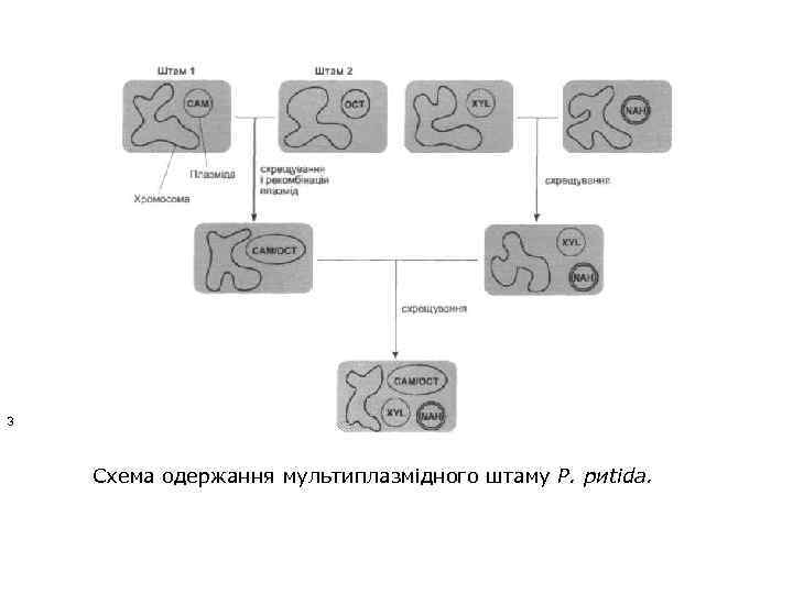 З Схема одержання мультиплазмідного штаму Р. риtіdа. 