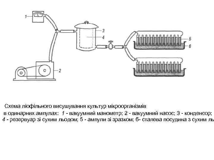 Схема ліофільного висушування культур мікроорганізмів в одинарних ампулах: 1 - вакуумний манометр; 2 -