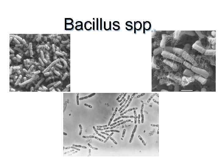 Bacillus spp. 