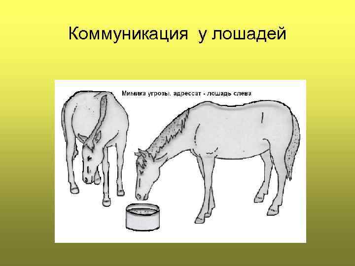 Коммуникация у лошадей 