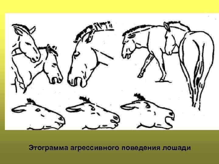 Этограмма агрессивного поведения лошади 