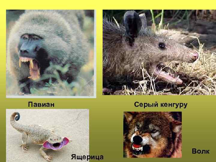 Павиан Серый кенгуру Ящерица Волк 