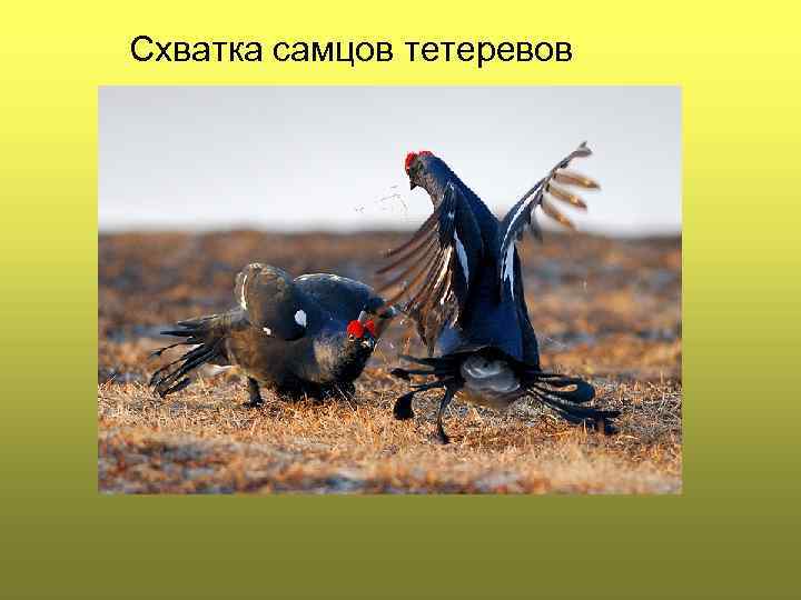 Схватка самцов тетеревов 