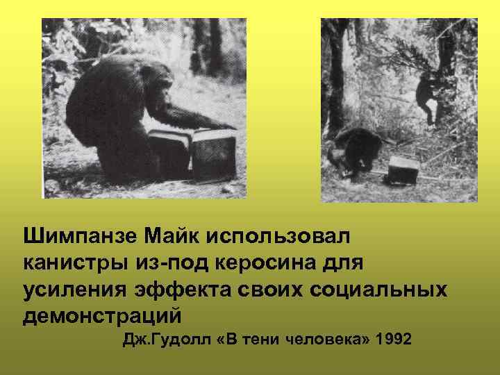 Шимпанзе Майк использовал канистры из-под керосина для усиления эффекта своих социальных демонстраций Дж. Гудолл