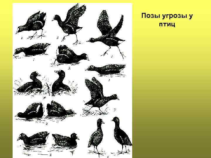Позы угрозы у птиц 