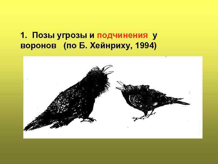 1. Позы угрозы и подчинения у воронов (по Б. Хейнриху, 1994) 