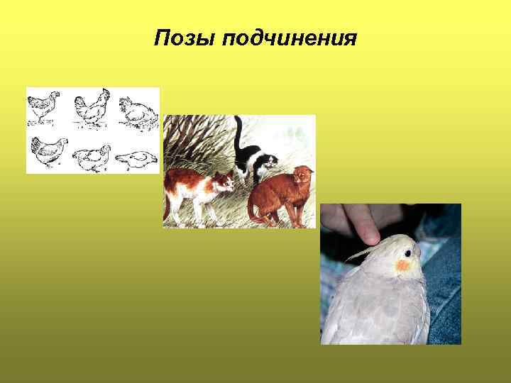 Позы подчинения 