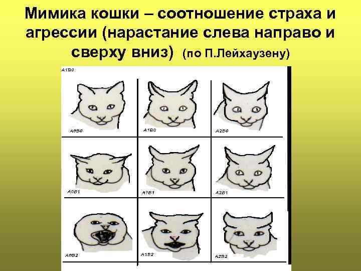 Мимика кошки – соотношение страха и агрессии (нарастание слева направо и сверху вниз) (по