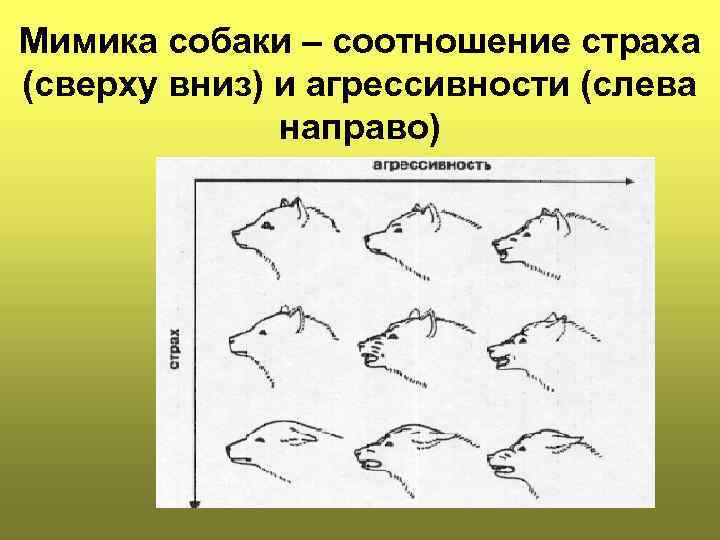 Мимика собаки – соотношение страха (сверху вниз) и агрессивности (слева направо) 