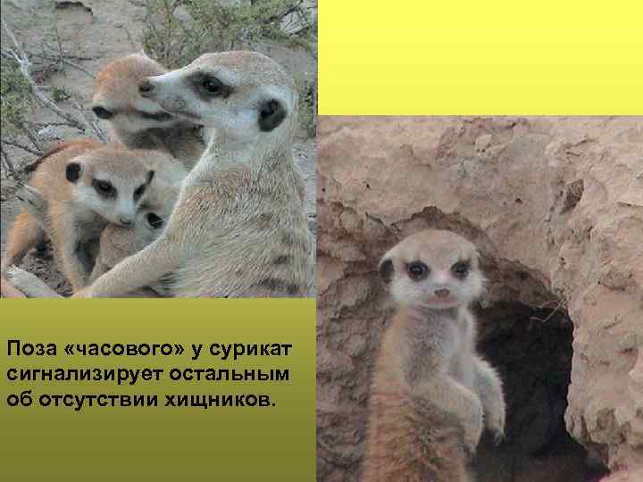 Поза «часового» у сурикат сигнализирует остальным об отсутствии хищников. 