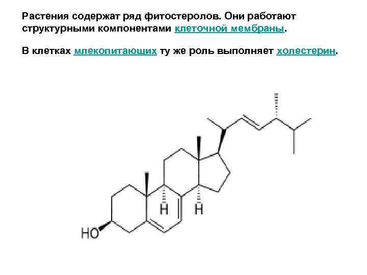 Растения содержат ряд фитостеролов. Они работают структурными компонентами клеточной мембраны. В клетках млекопитающих ту