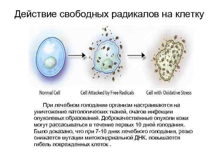 Действие свободных радикалов на клетку При лечебном голодании организм настраиваются на уничтожение патологических тканей,