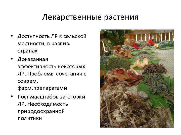 Лекарственные растения • Доступность ЛР в сельской местности, в развив. странах • Доказанная эффективность
