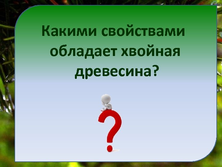Какими свойствами обладает хвойная древесина? 