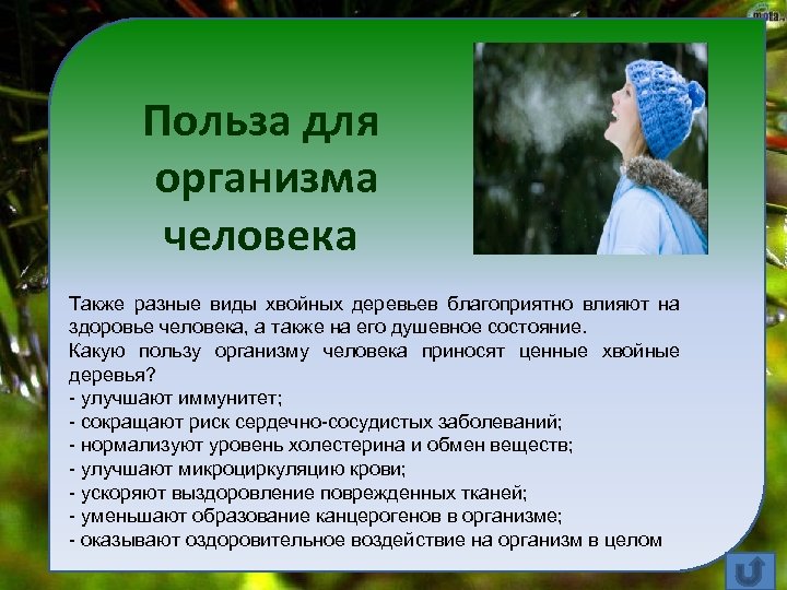 Польза для организма человека Также разные виды хвойных деревьев благоприятно влияют на здоровье человека,