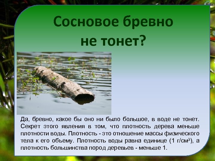 Сосновое бревно не тонет? Да, бревно, какое бы оно ни было большое, в воде