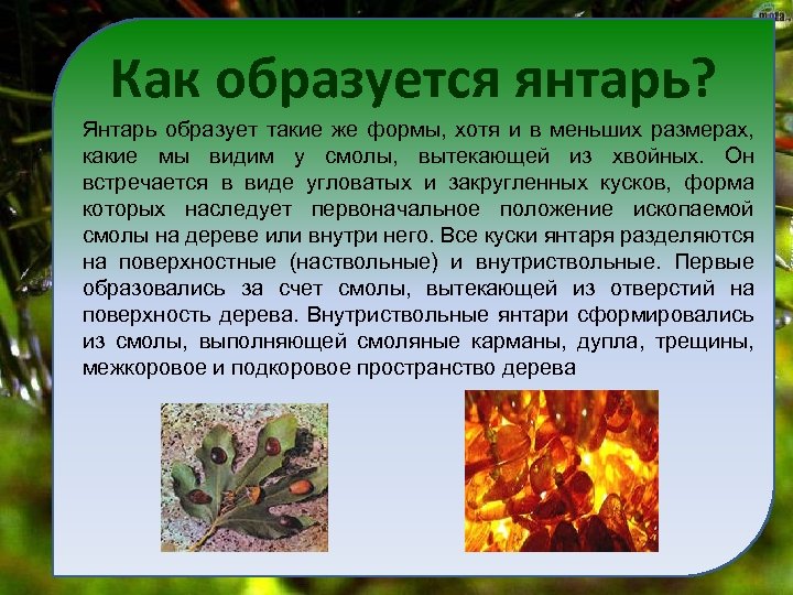 Как образуется янтарь? Янтарь образует такие же формы, хотя и в меньших размерах, какие