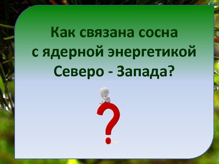 Как связана сосна с ядерной энергетикой Северо - Запада? 