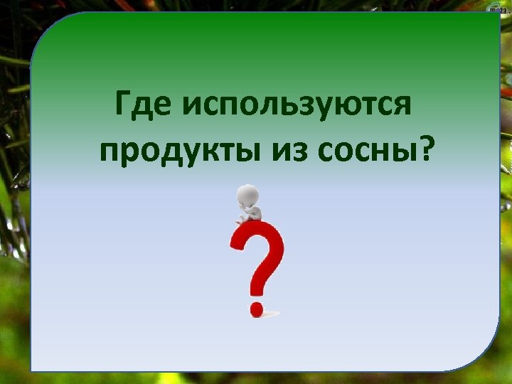 Где используются продукты из сосны? 