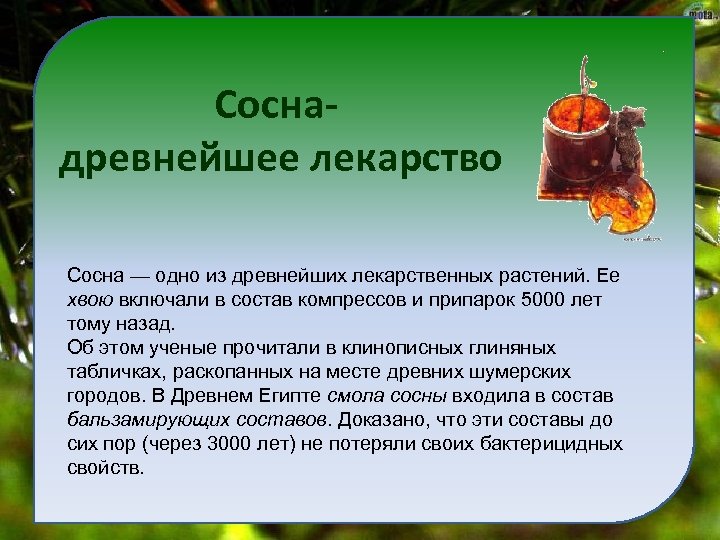 Соснадревнейшее лекарство Сосна — одно из древнейших лекарственных растений. Ее хвою включали в состав