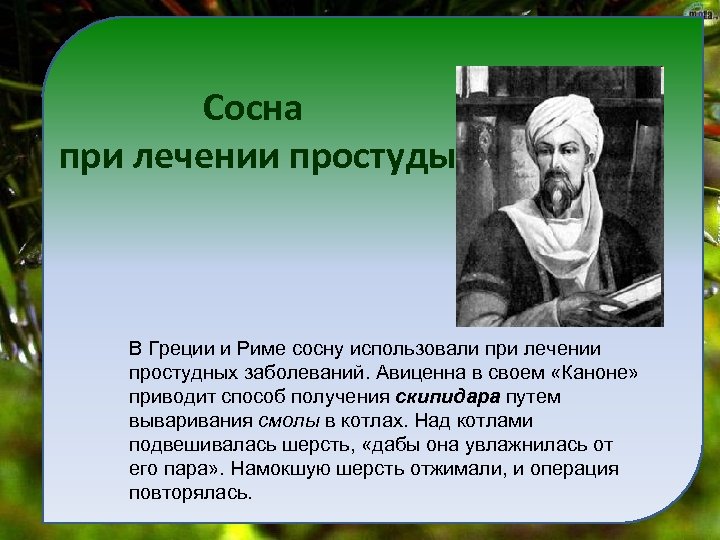 Сосна при лечении простуды В Греции и Риме сосну использовали при лечении простудных заболеваний.