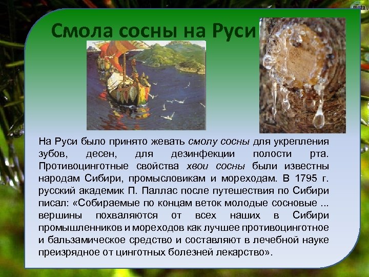 Смола сосны на Руси На Руси было принято жевать смолу сосны для укрепления зубов,