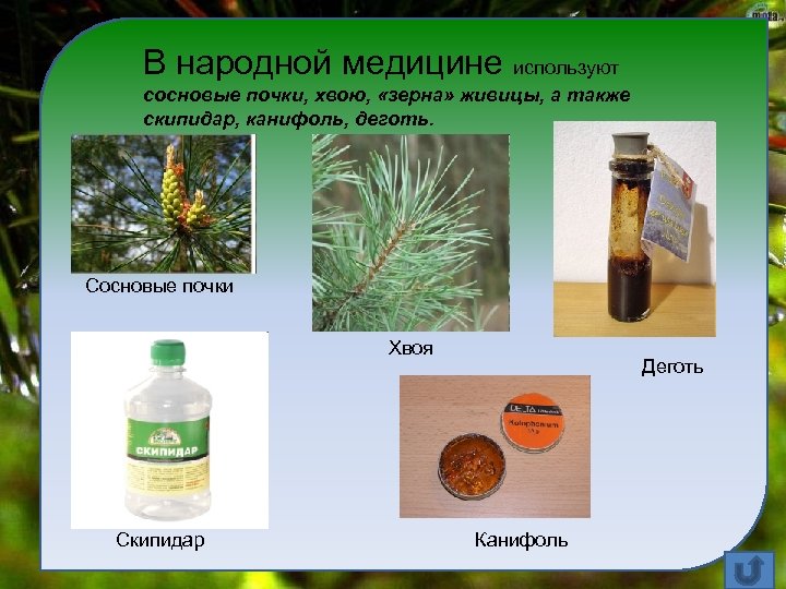 Каково значение хвойных растений в природе назовите. Смолы из хвойных деревьев. Сосна применяется в медицине. Препараты из хвои ели. Использование хвойных деревьев.