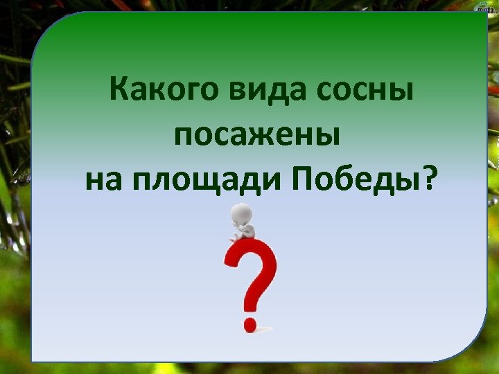 Какого вида сосны посажены на площади Победы? 