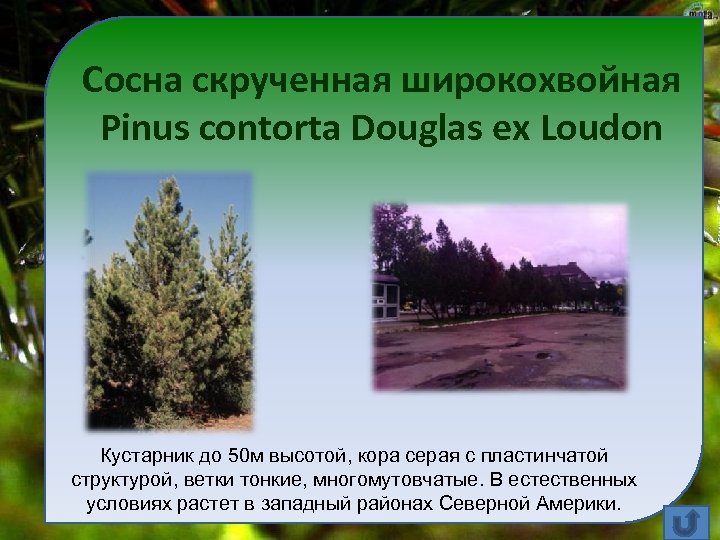 Сосна скрученная широкохвойная Pinus contorta Douglas ex Loudon Кустарник до 50 м высотой, кора