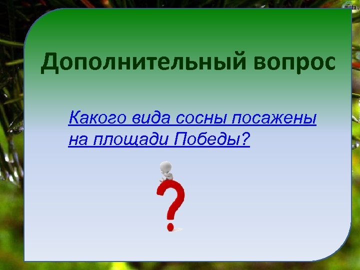 Дополнительный вопрос Какого вида сосны посажены на площади Победы? 