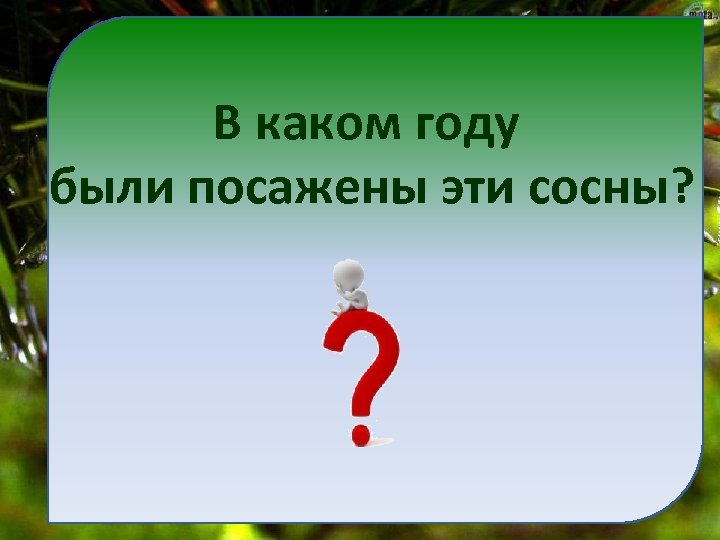 В каком году были посажены эти сосны? 