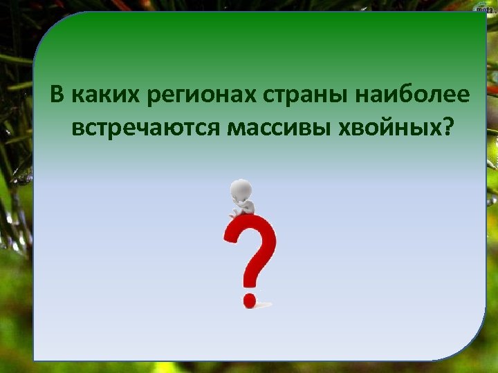 В каких регионах страны наиболее встречаются массивы хвойных? 