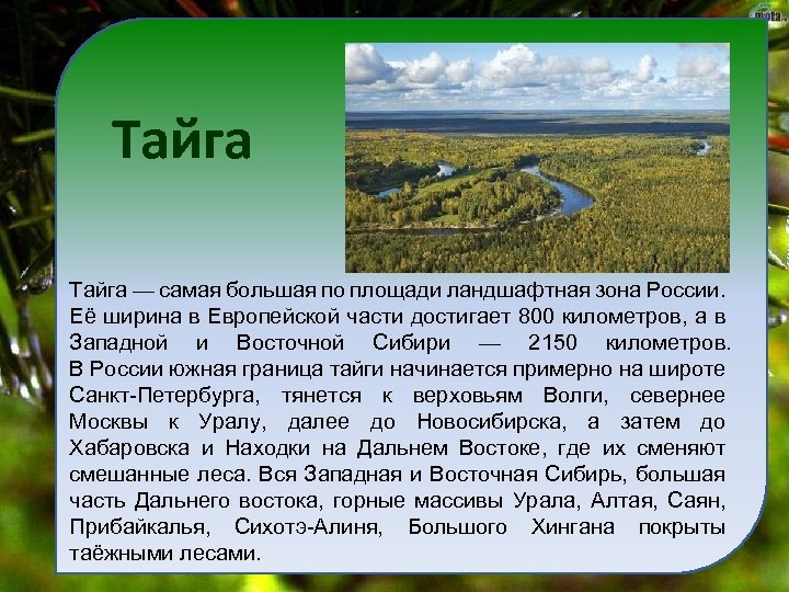 Тайга самая большая по площади природная зона