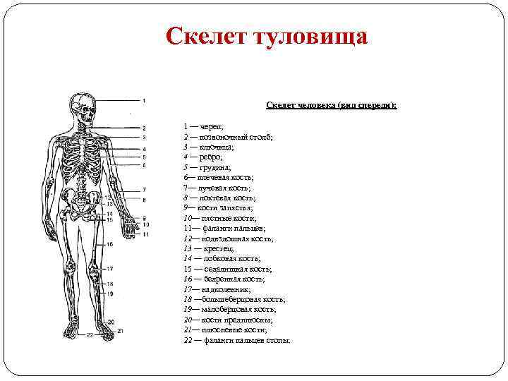 Скелет туловища Скелет человека (вид спереди): 1 — череп; 2 — позвоночный столб; 3