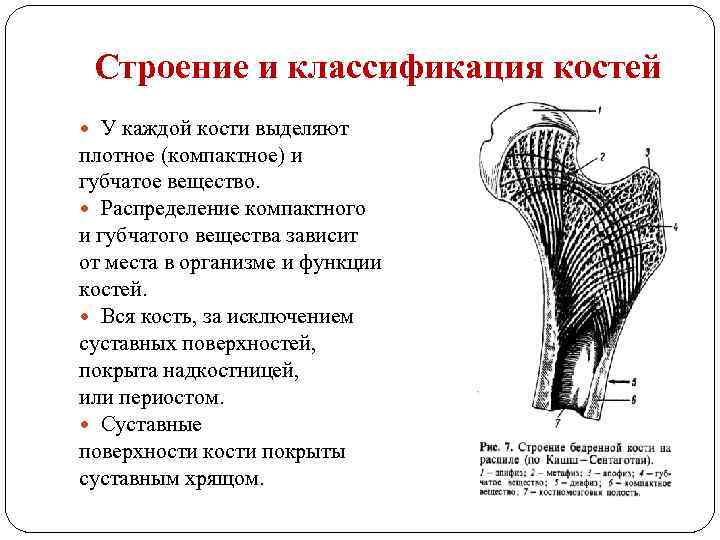 Строение и классификация костей У каждой кости выделяют плотное (компактное) и губчатое вещество. Распределение