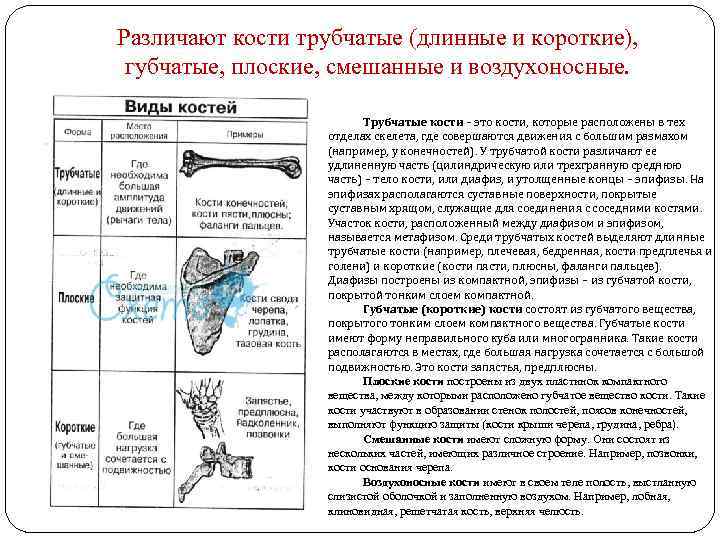 Различают кости трубчатые (длинные и короткие), губчатые, плоские, смешанные и воздухоносные. Трубчатые кости –
