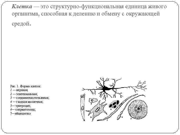 Клетка — это структурно функциональная единица живого организма, способная к делению и обмену с