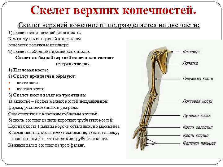 Скелет верхних конечностей. Скелет верхней конечности подразделяется на две части: 1) скелет пояса верхней