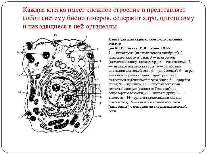 Каждая клетка имеет сложное строение и представляет собой систему биополимеров, содержит ядро, цитоплазму и