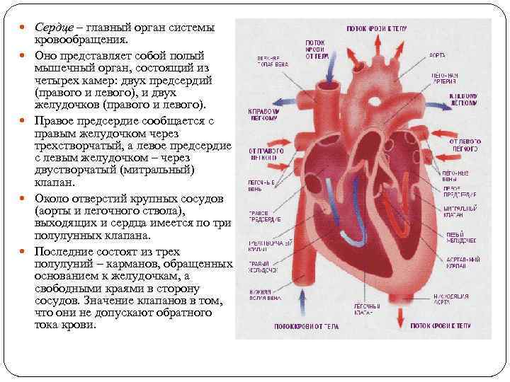  Сердце – главный орган системы кровообращения. Оно представляет собой полый мышечный орган, состоящий