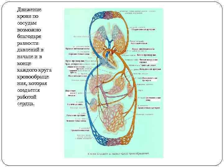 Движение крови по сосудам возможно благодаря разности давлений в начале и в конце каждого