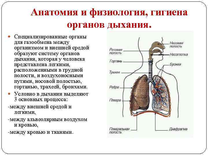 Анатомия и физиология человека фото