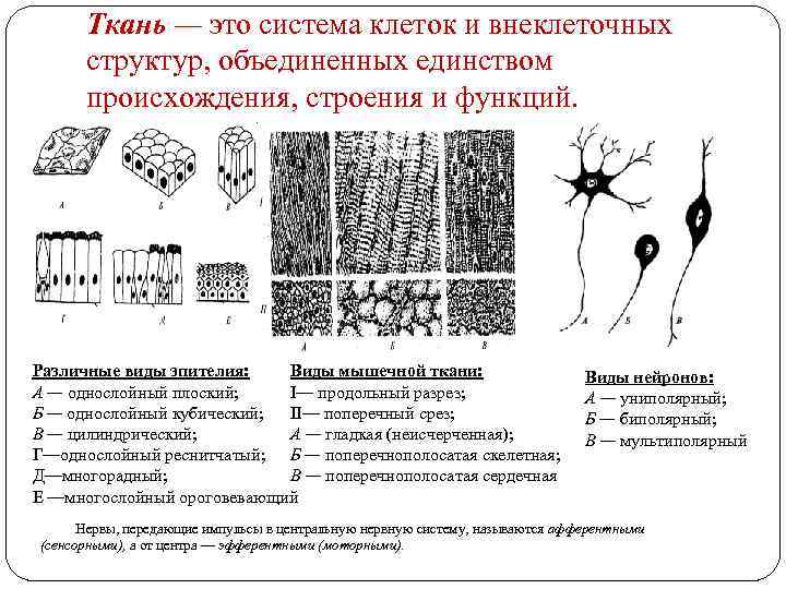 Ткань — это система клеток и внеклеточных структур, объединенных единством происхождения, строения и функций.