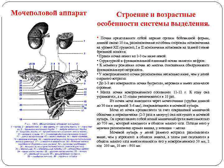 Мочеполовой аппарат Строение и возрастные особенности системы выделения. • Почки представляют собой парные органы