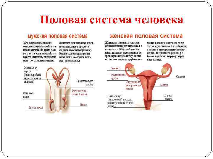 Половая система человека 